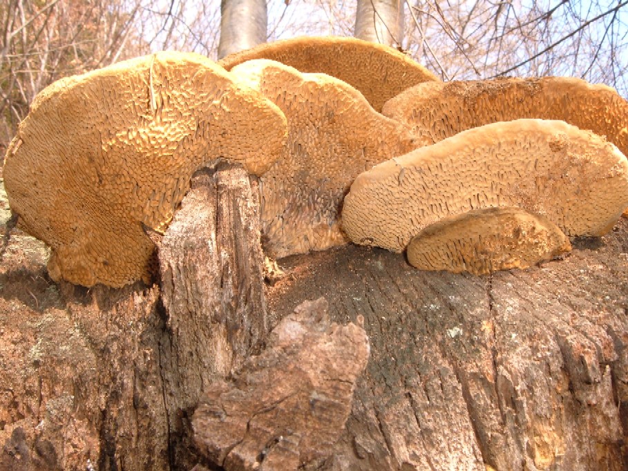 Polipori e altri funghi lignicoli della Valtellina (Sondrio)
